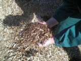 Wood mulch